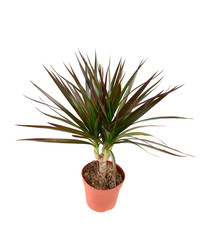 Dracena plant