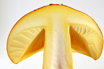 Edible Amanita Caesarea or Caesar's Mushroom 5