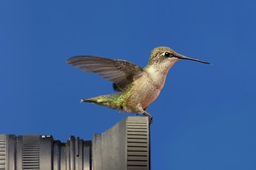 Ruby-throated Hummingbird Perched On A Camera