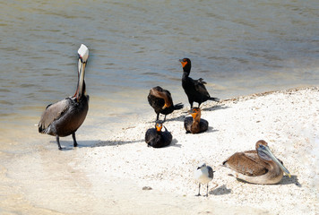 Pelicans Cormorants and seagulls