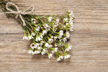 Blank card among chamelaucium flowers (waxflower)