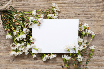 Blank card among chamelaucium flowers (waxflower)