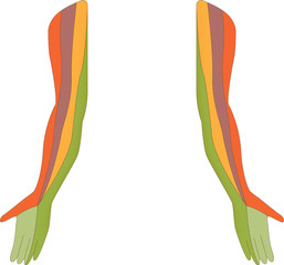 Dermatome Map of the Upper Limb