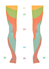 Dermatome Map of the Lower Limb