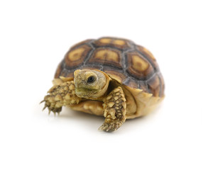Desert tortoise isolated on white background