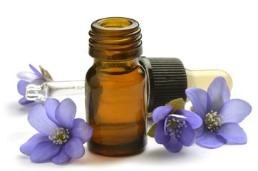 Hepatica nobilis Anemone Erba trinità Liverwort Kidneywort