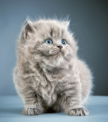 british long hair kitten © Mara Zemgaliete