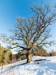 old oak tree in winter