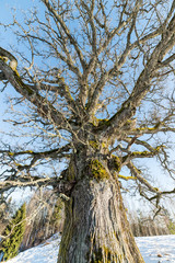 old oak tree in winter