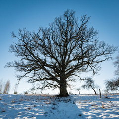 old oak tree in winter © Martins Vanags