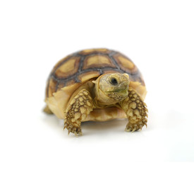 Naklejka premium Desert tortoise isolated on white background