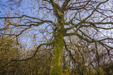 Ramas de árbol