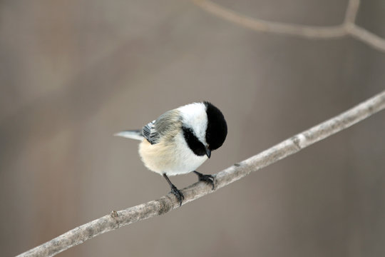 M&eacute;sange &agrave; t&ecirc;te noire