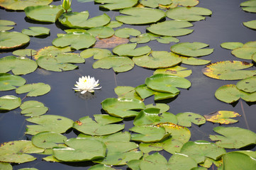a single white lilypad bloom