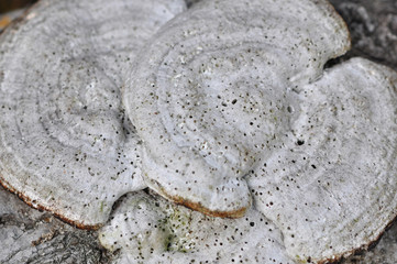 Tree Fungi close up