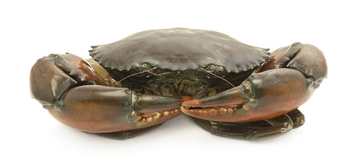 crab isolated on white background