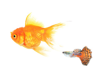 Golden fish and guppy fish isolate on white background