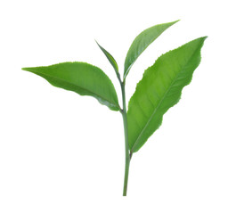 Green tea leaf isolated on white background.