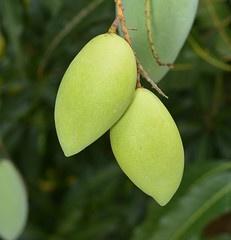 mango fruit in natural