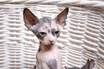 Lonely Sphynx Kitten In a Basket Looking Afar