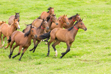 horse herd running on the field