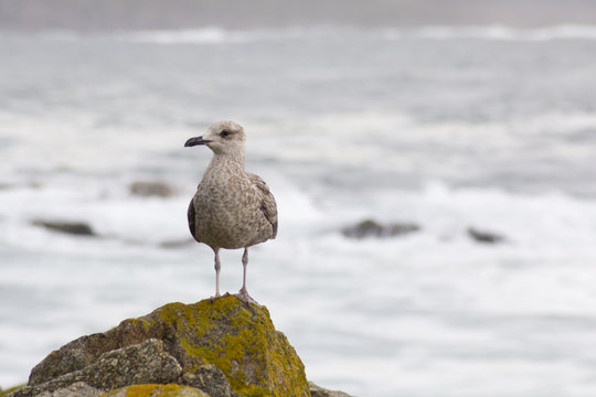 Gaviota en Mux&iacute;a
