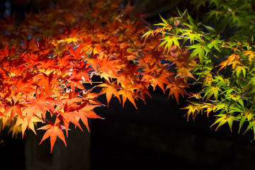 夜の紅葉