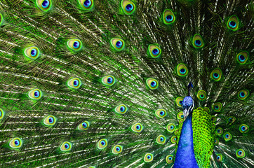 Obraz premium Beautiful colorful peacock with spread feathers