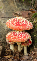 Fly agaric, Amanita muscaria growth