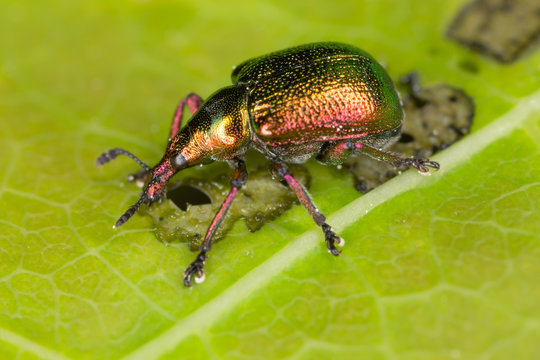 Weevil, Byctiscus betulae on leaf
