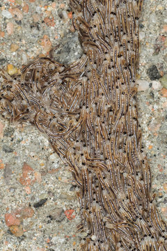 Dark-winged fungus gnat, Sciara militaris larvae
