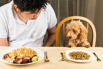 Puppy eyeing the plate of rice and meat on a teenager's plate