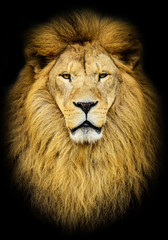 Portrait of huge beautiful male African lion against black backg