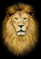 Papier Peint photo Lavable Lion Portrait d& 39 un énorme lion d& 39 Afrique mâle contre backg noir
