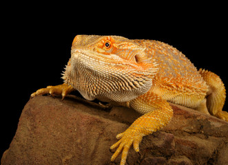 Bearded Dragon