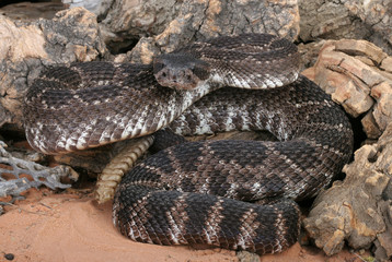 Southern Pacific Rattlesnake (Crotalus viridis helleri).
