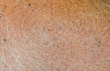 Fototapeta premium white buffalo skin texture