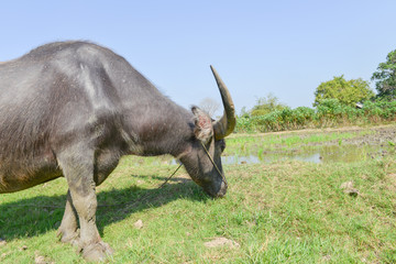 Thai buffalo eating grass in filed
