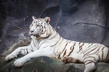 White bengal tiger, lying, relax, and watching on cliff