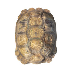 Naklejka premium Tortoise shell brown color from giant turtle on white background