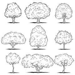 Set of deciduous trees. Line art