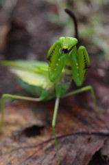 威嚇するかまきり