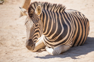 Fototapeta na wymiar Common Zebra, science names 