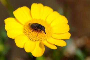 macro insect on yellow flower in japanese garden