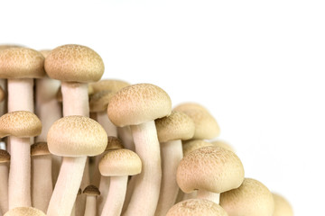 brown beech mushrooms or shimeji mushrooms