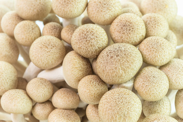Fototapeta na wymiar brown beech mushrooms or shimeji mushrooms