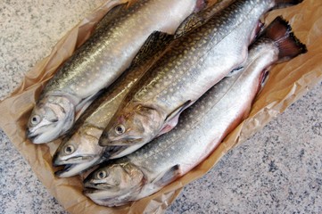 Trout ready for processing kitchen
