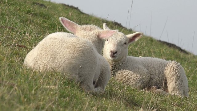 Zwei L&auml;mmer auf der Wiese