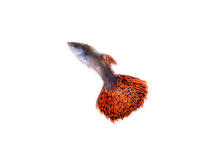 guppy fish on white background