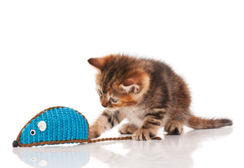 Cute kitten